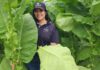 Roselly Vallecillo, Harvest Supervisor, Growth is a Matter of Attitude