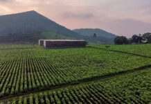 Tabacos Carrión, Mexico’s Heritage