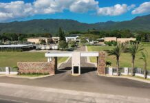 Davidoff Leaves Procigar